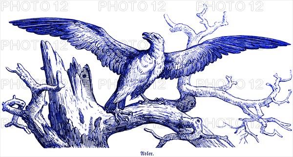 Eagle, bird of prey, Hubertus hunting and hunting scenes, wild animals, tree, branch, wings, claws, sitting, side view, historical illustration around 1860