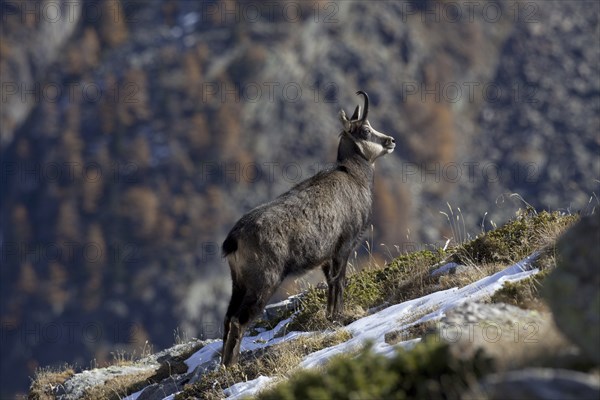 Chamois (Rupicapra rupicapra) portrait in the Italian Alps in autumn, Gran Paradiso National Park, Italy, Europe