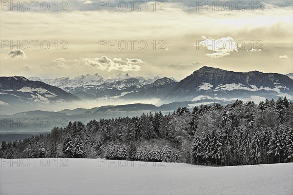 Freshly snow-covered forest, behind the Alps with Rigi, Horben, Freiamt, Canton Aargau, Switzerland, Europe