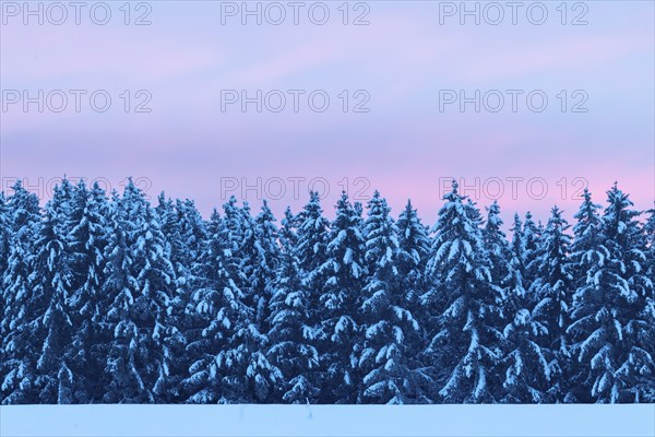 Winter spruce (Picea) (Pinaceae) forest, pine family, snow, winter, dawn, Leibertingen, Danube valley, Upper Danube nature park Park, Baden-Württemberg, Germany, Europe