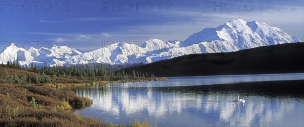 Kleine zwanen op Wonder Lake met zicht op Mount McKinley, Denali NP, Alaska The Alaska Range with Mount McKinley and Wonder Lake with Tundra swans (Cygnus columbianus), Denali NP, Alaska, USA, North America