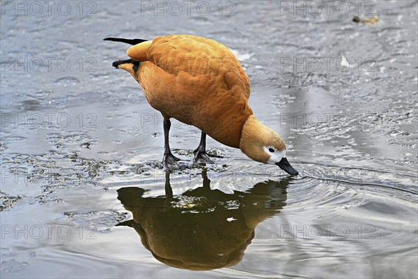 Ruddy shelduck (Tadorna ferruginea), standing on ice, Switzerland, Europe