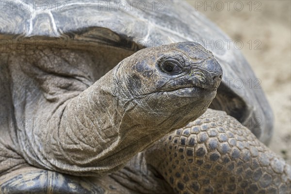 Aldabra giant tortoise (Aldabrachelys gigantea) (Testudo gigantea) native to the islands of the Aldabra Atoll in the Seychelles