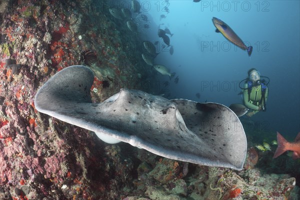 Diver and blackspot stingray, Taeniura meyeni, Ellaidhoo house reef, North Ari Atoll, Maldives, Asia