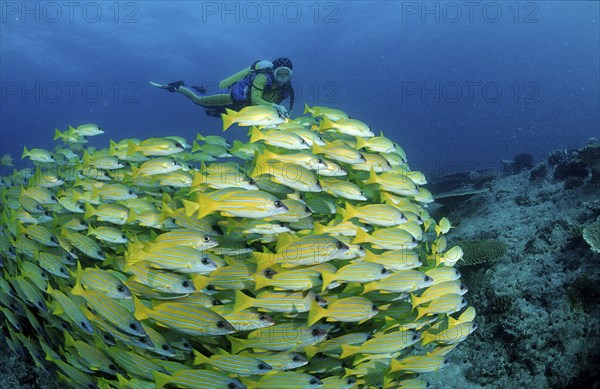 Shoal of five-striped snappers and divers, Lutjanus quinquelineatus, Maldives, Indian Ocean, Ari Atoll, Asia