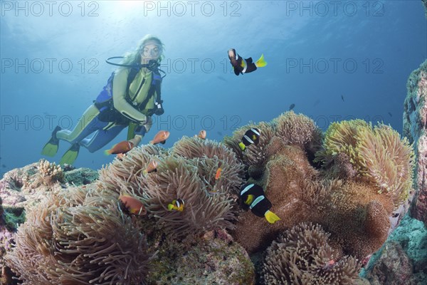 Diver and magnificent anemone with Maldives anemonefish and Clark's anemonefish, Heteractis magnifica, Amphiprion nigripes, Amphiprion clarkii, Maya Thila, North Ari Atoll, Maldives, Asia