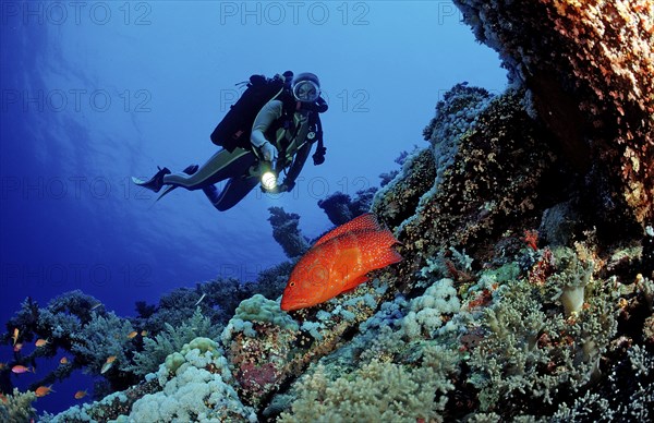 Diver and jewelled perch, Cephalopholis miniata, Egypt, Africa, Sinai, Ras Mohammed, Red Sea, Africa