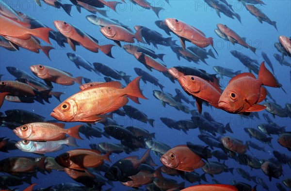 Bigeye Bass, Priacanthus hamrur, Maldives, Indian Ocean, Ari Atoll, Asia