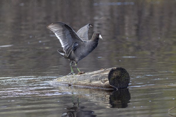 An American coot flaps its wings on a log in a marsh by Stanley Lake in Idaho