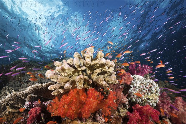 Colourful coral reef, Namena Marine Park, Fiji, Oceania