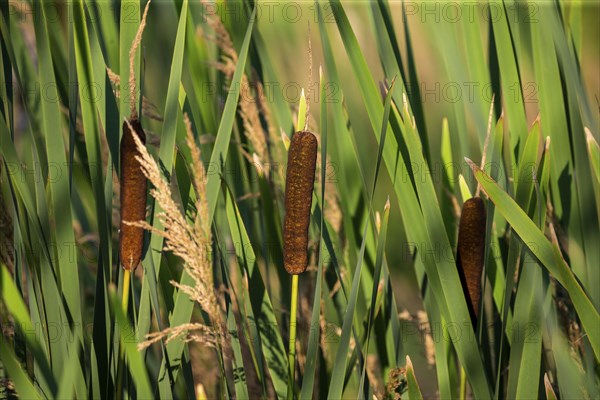 Broad-leaved cattail (Typha latifolia) is native flower in north America. Broadleaf cattail, bulrush, common bulrush, common cattail