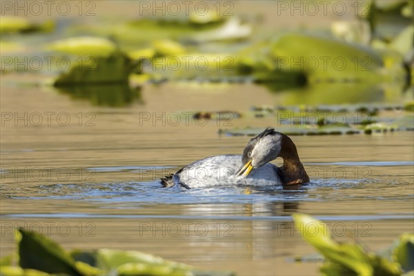 Red necked grebe uses its beak to scratch itself on Fernan Lake in north Idaho