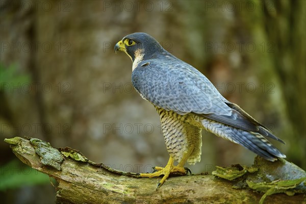 Peregrine Falcon (Falco peregrinus), adult sitting on branch in forest, Bohemian Forest, Czech Republic, Europe