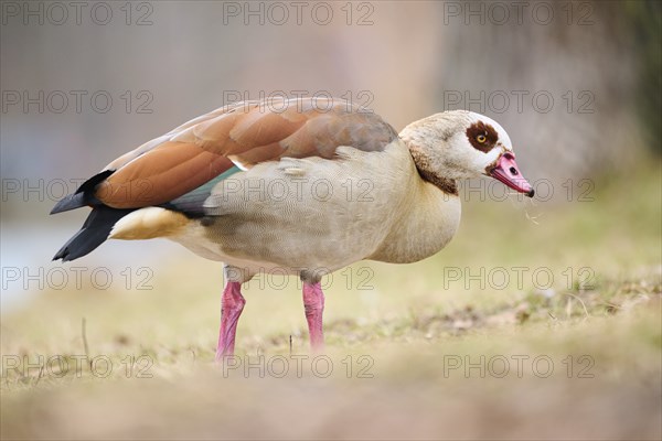 Egyptian goose (Alopochen aegyptiaca), standing on a meadow, Bavaria, Germany Europe