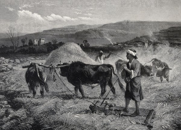 Agriculture, villagers threshing grain by trampling it with oxen, 1870, Syria, Historic, digitally restored reproduction from an original of the period, Asia