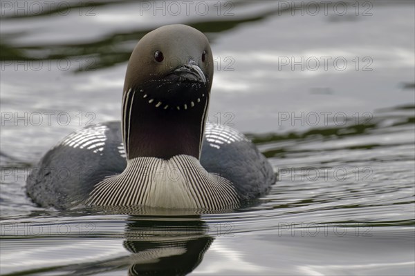 Black-throated loon (Gavia arctica), in splendid plumage, looking forward, Finland, Europe