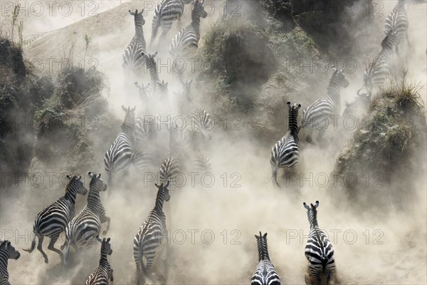 Common zebras (Equus burchelli) climbing riverbank of the Mara River during migration, Masai Mara National Reserve, Kenya, East Africa, Africa