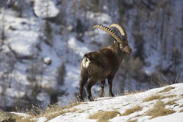 Alpine ibex (Capra ibex) male with large horns foraging on mountain slope in the snow in winter, Gran Paradiso National Park, Italian Alps, Italy, Europe