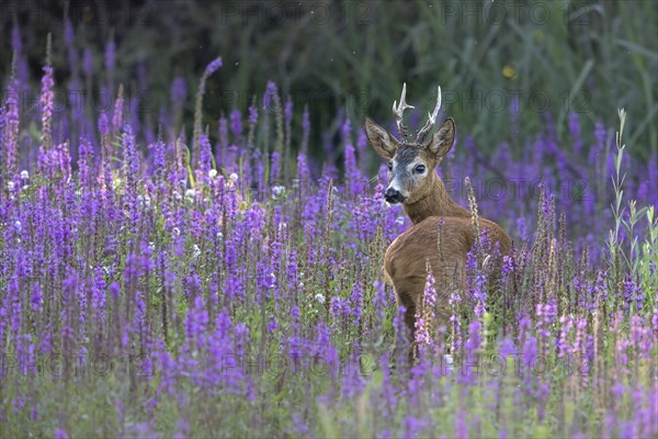 Roebuck securing in flowering loosestrife (Lythrum salicaria), Europe, Austria, Upper Austria, Europe