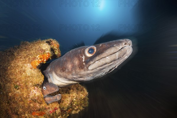 Conger conger eel and brown moray eel at Teti wreck, Conger conger, island Vis, Mediterranean Sea, Croatia, Europe