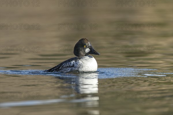 A common goldeneye shakes off water after a dive in Coeur d'A'lene, Idaho