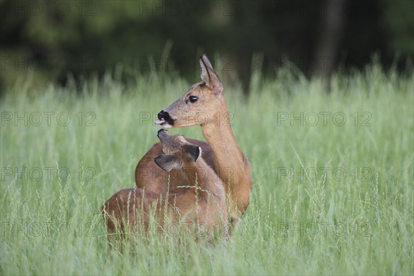 Roe deer (Capreolus capreolus) doe with fawn in meadow, Allgäu, Bavaria, Germany, Europe