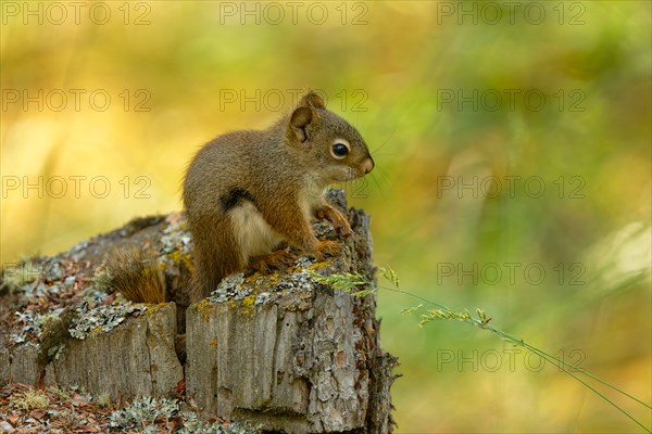 Common Canadian red squirrel (Tamiasciurus hudsonicus) sitting on tree stump, Yukon Territory, Canada, North America