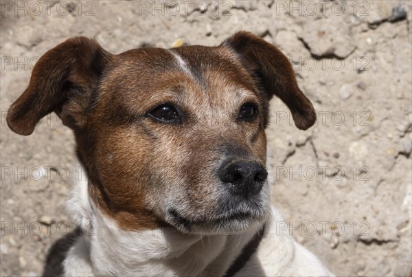 Jack Russell Terrier portrait