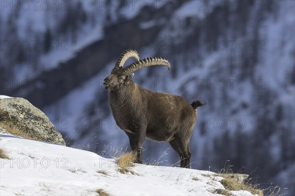 Alpine ibex (Capra ibex) male with large horns foraging on mountain slope in the snow in winter, Gran Paradiso National Park, Italian Alps, Italy, Europe