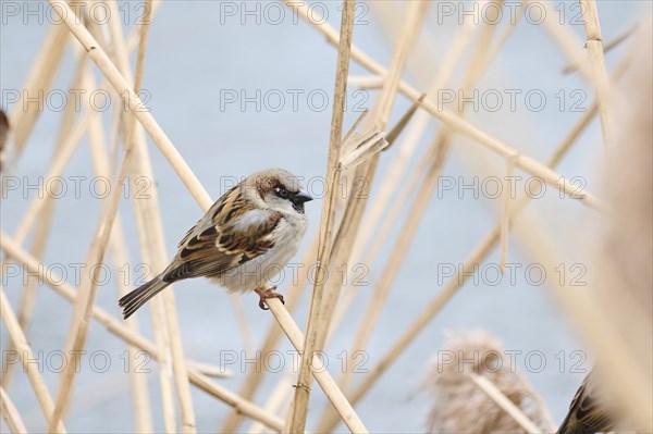 House sparrow (Passer domesticus) sitting on a reed, Bavaria, Germany Europe