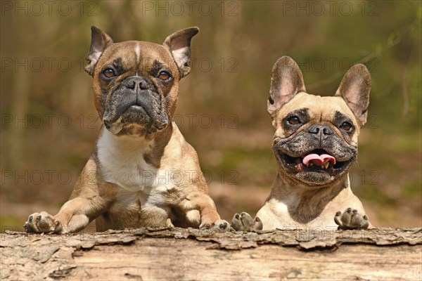 Pair of French Bulldog dogs looking over fallen tree trunk