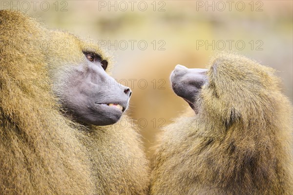 Guinea baboons (Papio papio), portrait, Bavaria, Germany Europe