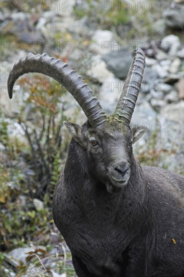 Alpine ibex (Capra ibex) in the Italian Alps, Gran Paradiso National Park, Italy, Europe