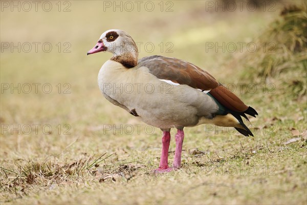 Egyptian goose (Alopochen aegyptiaca), standing on a meadow, Bavaria, Germany Europe