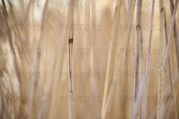 Common reed (Phragmites australis) stems, detail, Upper Palatinate, Bavaria, Germany, Europe