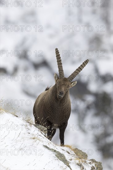 Alpine ibex (Capra ibex) male with large horns foraging on mountain slope in the snow in winter, Gran Paradiso National Park, Italian Alps, Italy, Europe