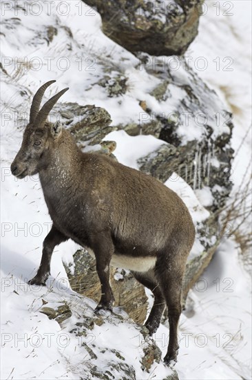 Alpine ibex (Capra ibex) female foraging on mountain slope in the snow in winter, Gran Paradiso National Park, Italian Alps, Italy, Europe