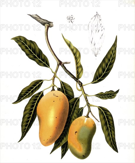 Mango, is a tropical plant and its fruit. The mango tree is a species of plant in the genus Mangos (Mangifera indica), Mangifera, within the family Sumacaceae, Historic, digitally enhanced reproduction of a period original