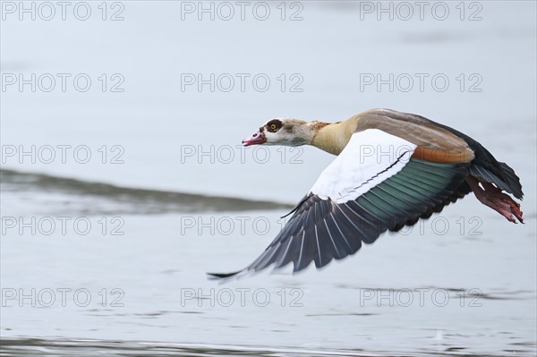 Egyptian goose (Alopochen aegyptiaca), flying, Bavaria, Germany Europe