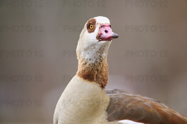 Egyptian goose (Alopochen aegyptiaca), portrait, detail, Bavaria, Germany Europe