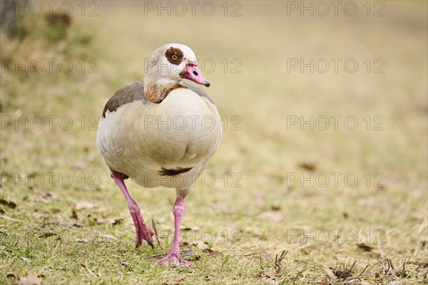 Egyptian goose (Alopochen aegyptiaca), walking on a meadow, Bavaria, Germany Europe