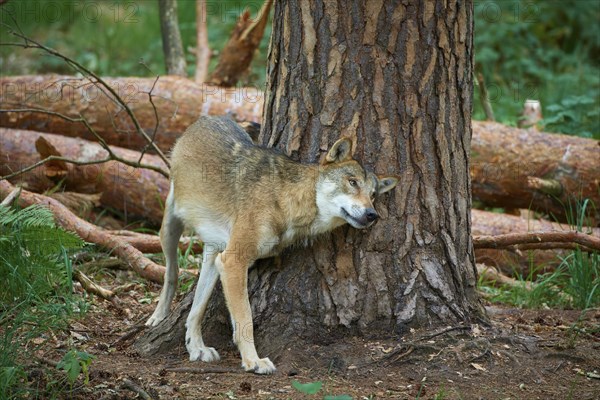 European gray wolf (Canis lupus), scratching on tree in forest, Germany, Europe