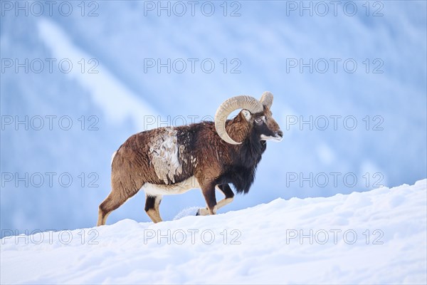 European mouflon (Ovis aries musimon) ram on a snowy meadow in the mountains in tirol, Kitzbühel, Wildpark Aurach, Austria, Europe