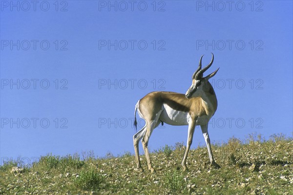 Springbok (Antidorcas marsupialis) looking back while exposing wound in neck inflicted from fierce territorial fight, Kgalagadi Transfrontier Park, Kalahari desert, South Africa, Africa