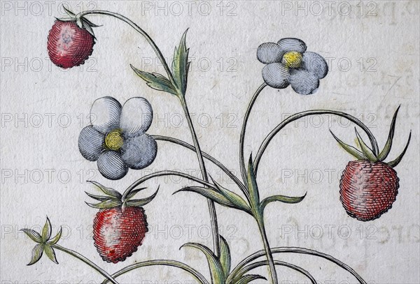 Woodland strawberry (Fragaria vesca), hand-coloured copperplate engraving by Basilius Besler, from Hortus Eystettensis, 1613