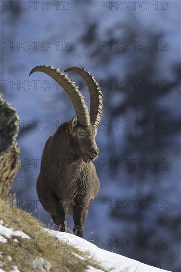 Alpine ibex (Capra ibex) male with large horns foraging on mountain slope in the snow in winter, Gran Paradiso National Park, Italian Alps, Italy, Europe