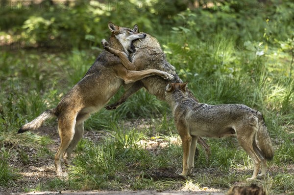 European gray wolf (Canis lupus) Pack behaviour, ranking, Germany, Europe