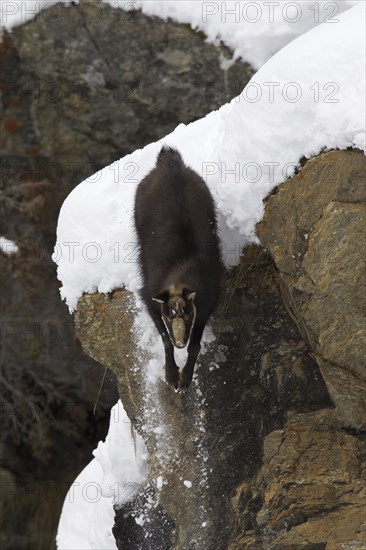 Chamois (Rupicapra rupicapra) coming down sheer rock face in the snow in winter, Gran Paradiso National Park, Italian Alps, Italy, Europe