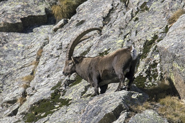 Alpine ibex (Capra ibex) male with large horns foraging in rock face on mountain slope in autumn, Gran Paradiso National Park, Italian Alps, Italy, Europe