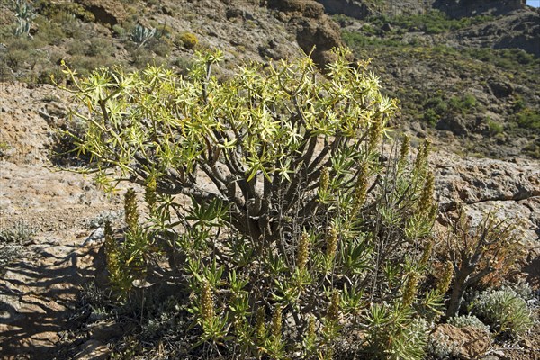 Balsam spurge (Euphorbia balsamifera) in the Caldera de Tejeda, Las Palmas Province, Gran Canaria, Canary Islands, Spain, Europe